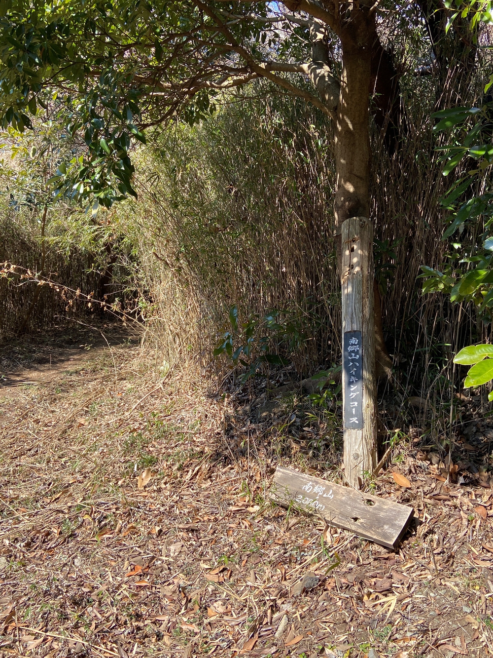 湯河原　幕山は梅🌺のお山⛰の写真4