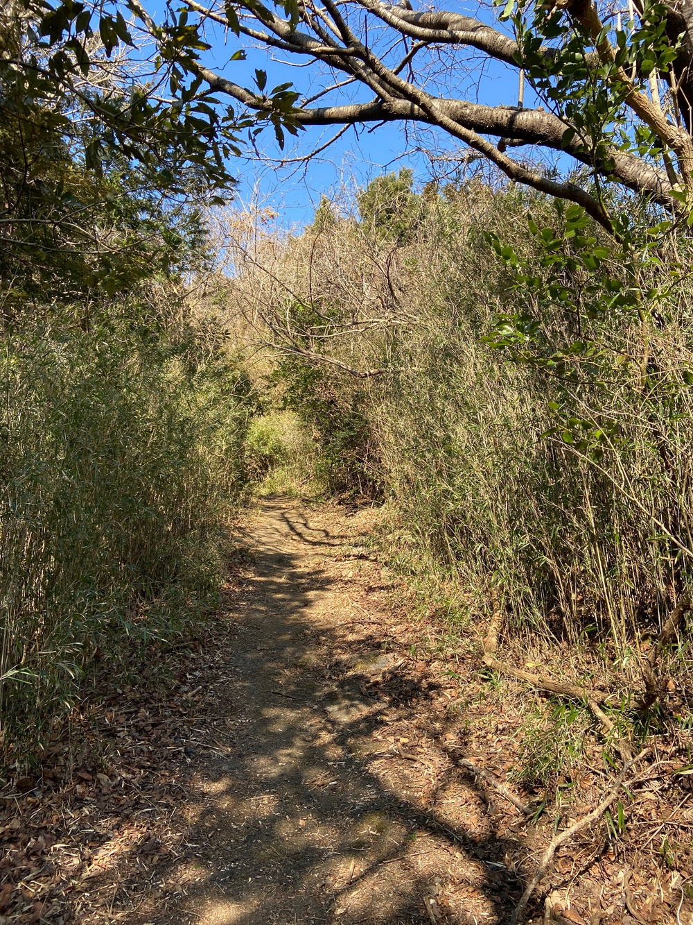 湯河原　幕山は梅🌺のお山⛰の写真5