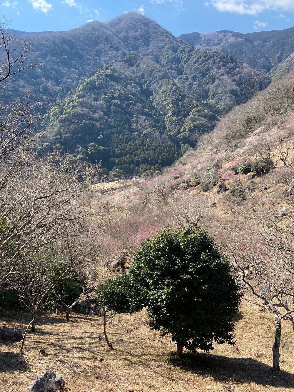湯河原　幕山は梅🌺のお山⛰の写真15