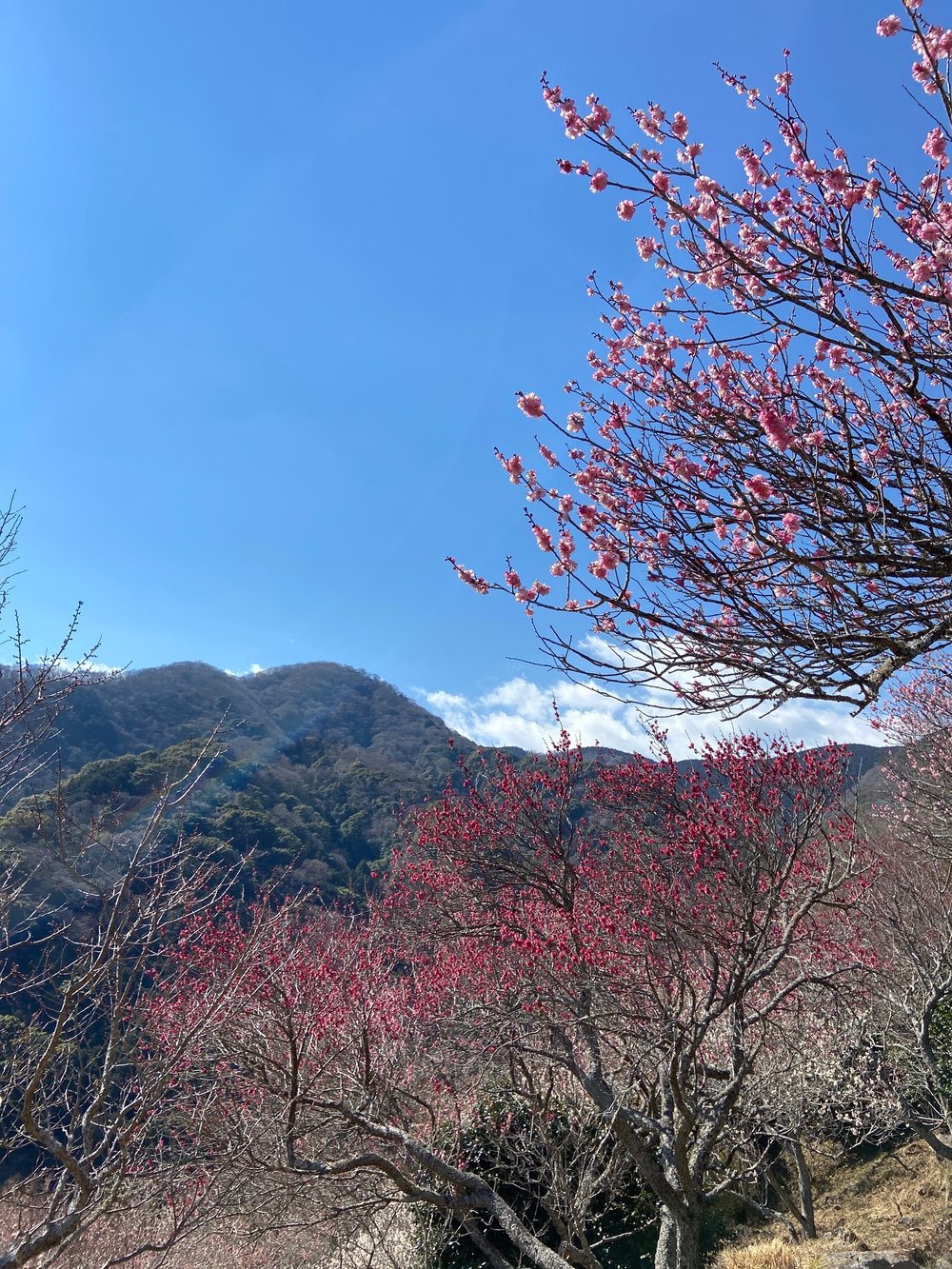 湯河原　幕山は梅🌺のお山⛰の写真16