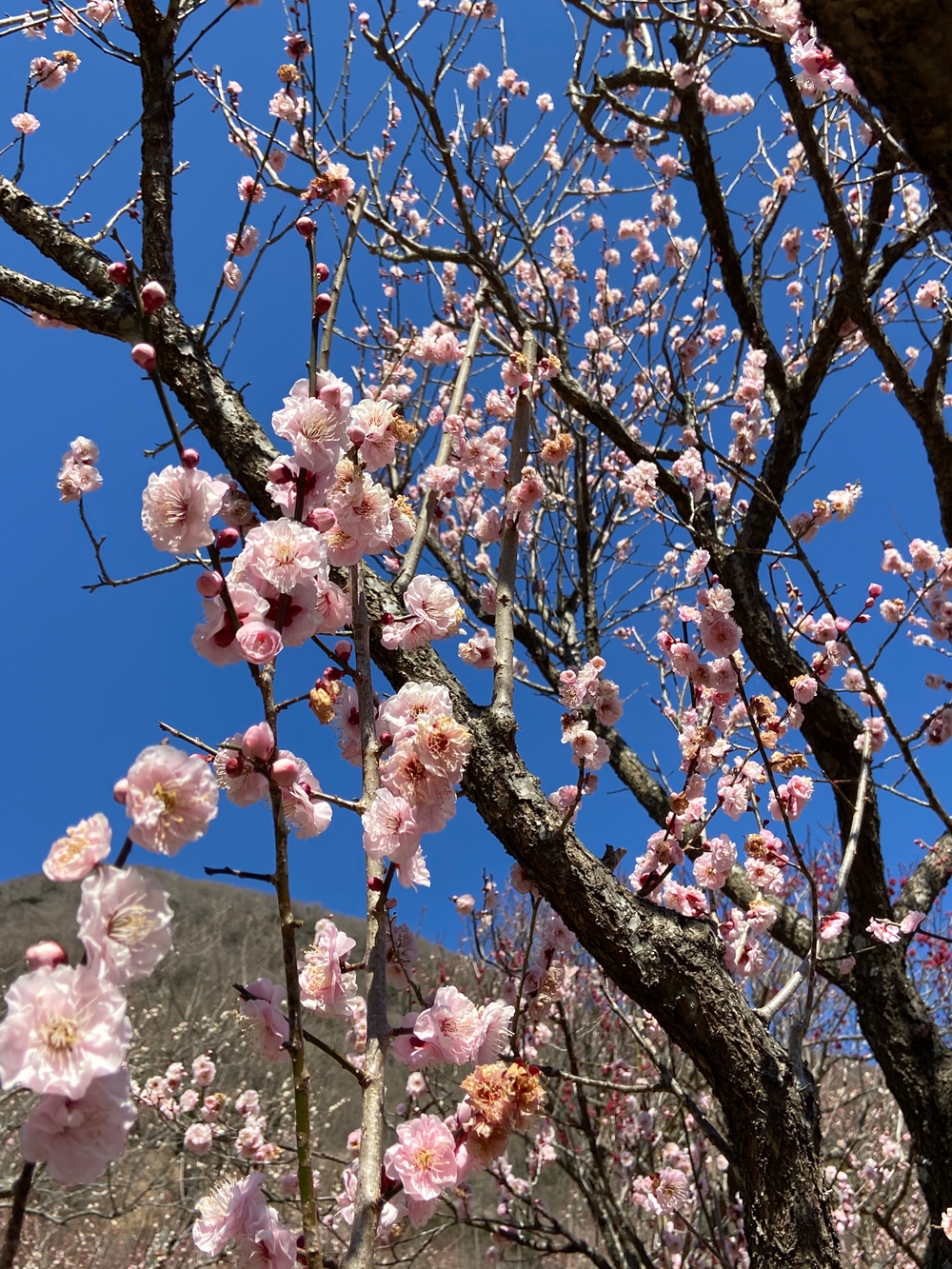 湯河原　幕山は梅🌺のお山⛰の写真17