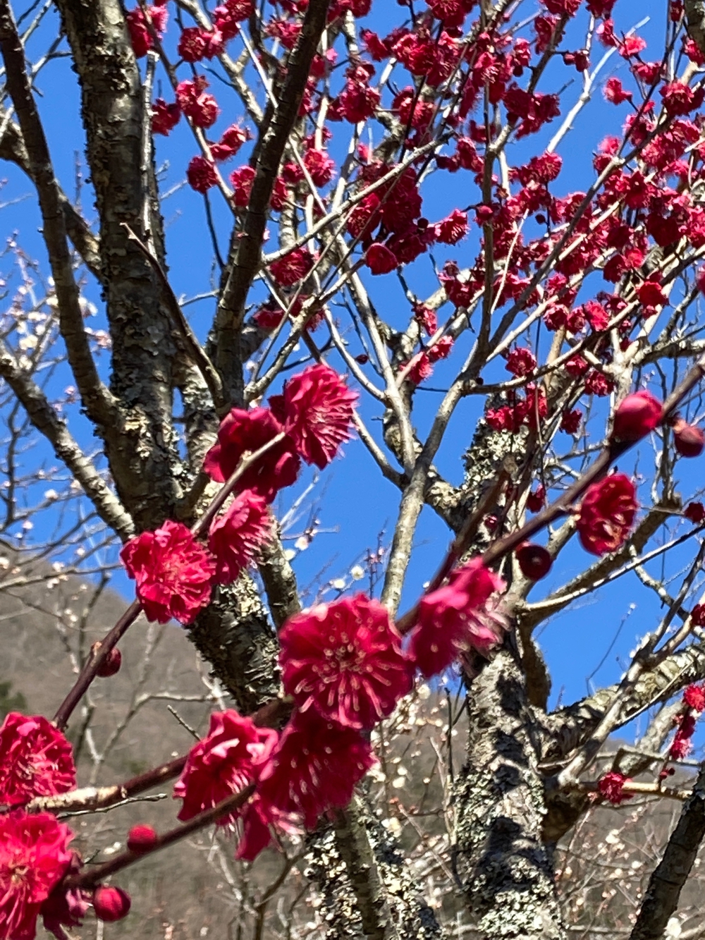 湯河原　幕山は梅🌺のお山⛰の写真18