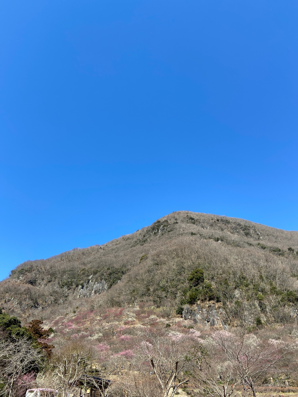 湯河原　幕山は梅🌺のお山⛰の写真19