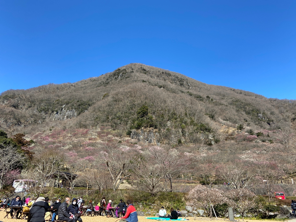湯河原　幕山は梅🌺のお山⛰の写真20