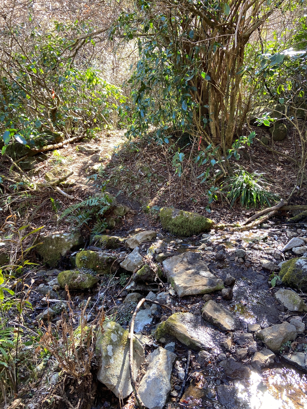 湯河原　幕山は梅🌺のお山⛰の写真24
