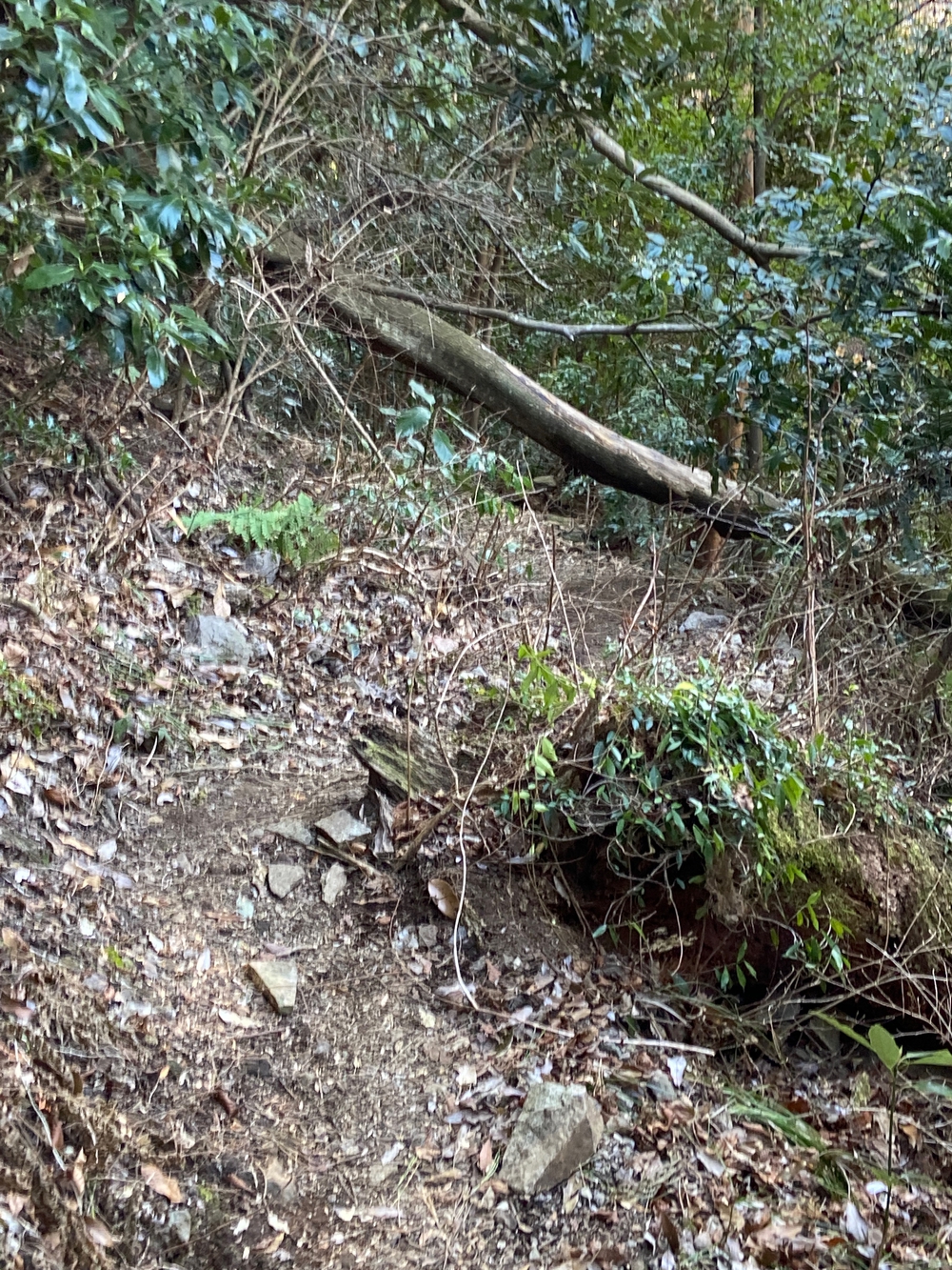 湯河原　幕山は梅🌺のお山⛰の写真25