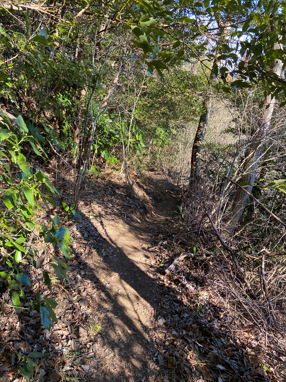 湯河原　幕山は梅🌺のお山⛰の写真38