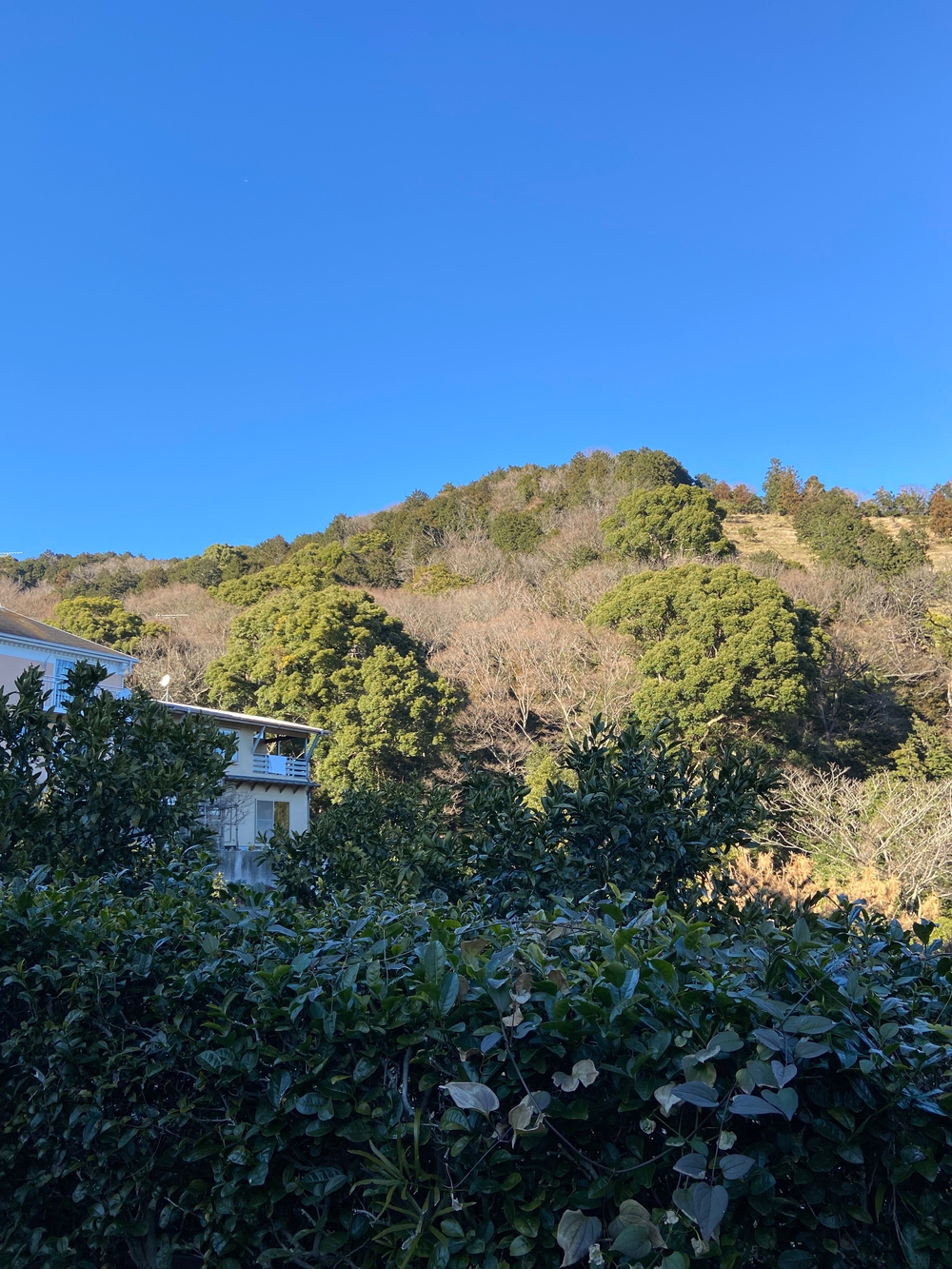 湯河原　幕山は梅🌺のお山⛰の写真39