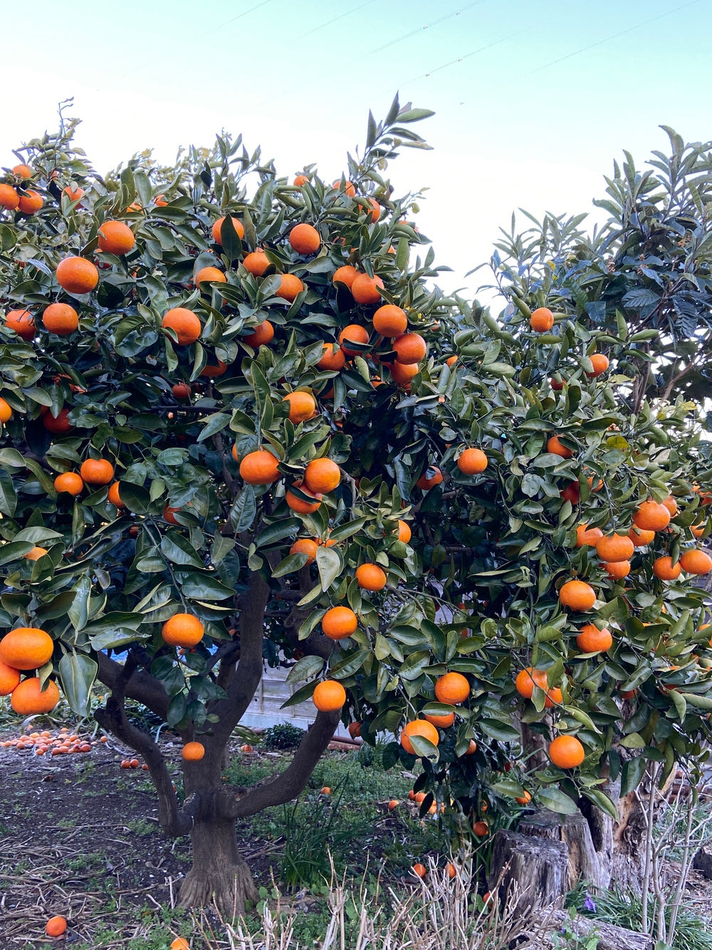 湯河原　幕山は梅🌺のお山⛰の写真40