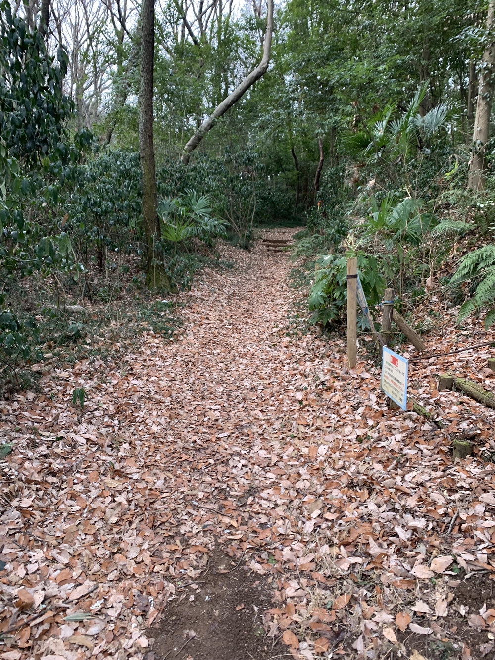 【トレイル】狭山丘陵周遊の写真5