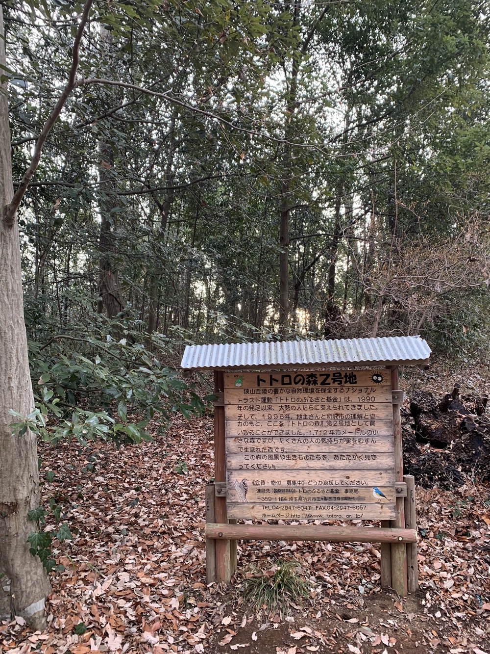 【トレイル】狭山丘陵周遊の写真6