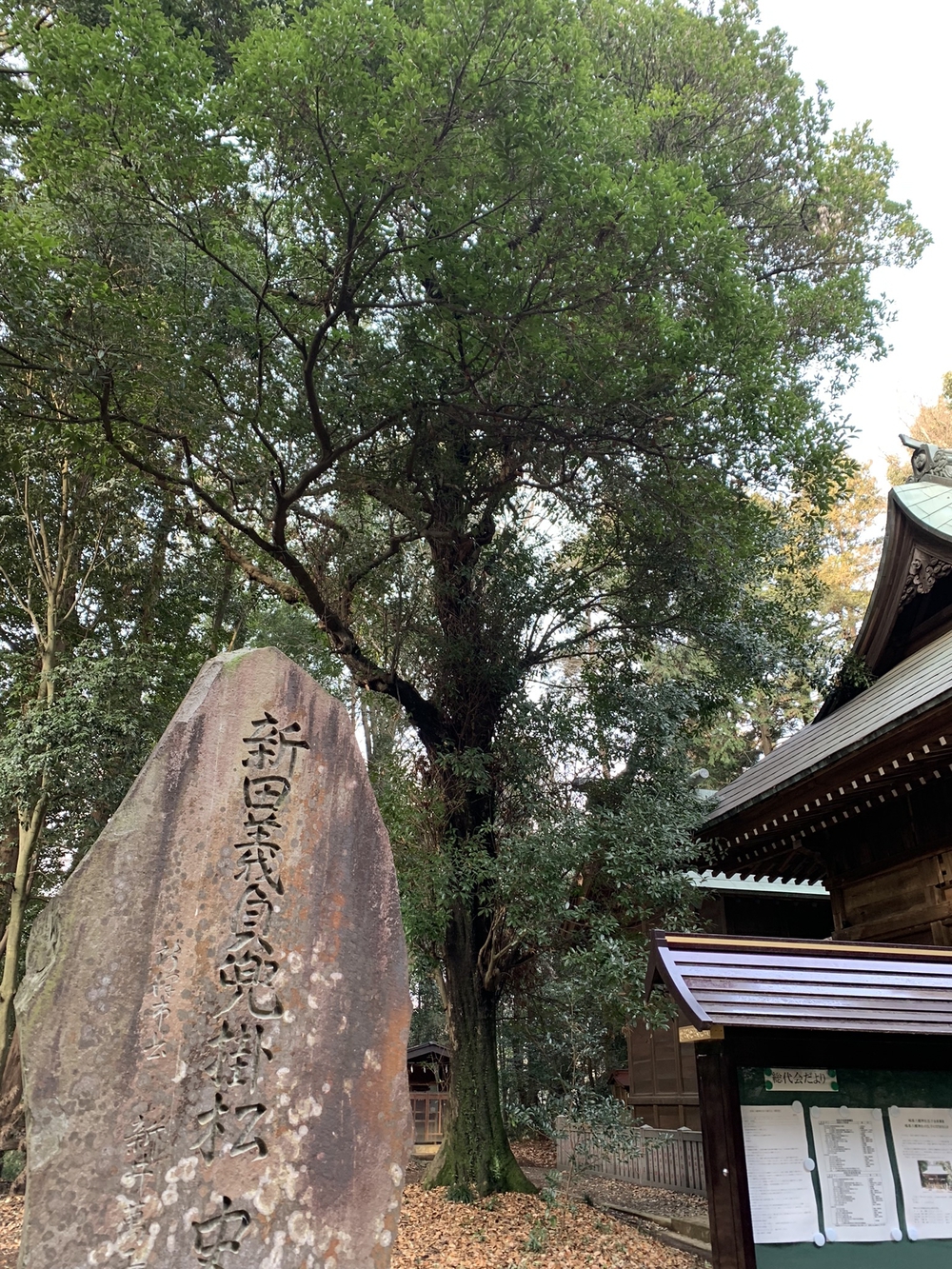 【トレイル】狭山丘陵周遊の写真7