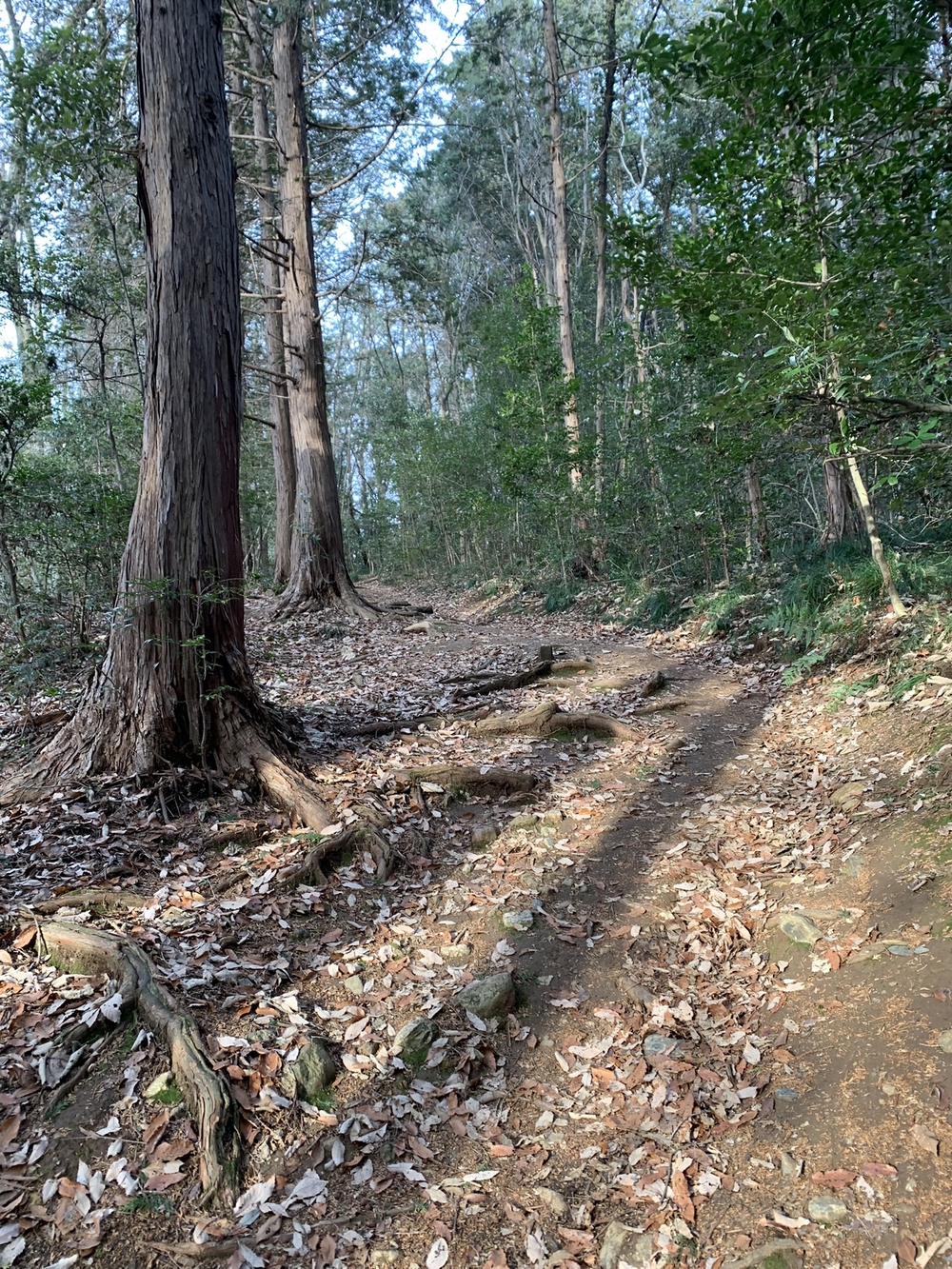 【トレイル】宮沢湖周回の写真5