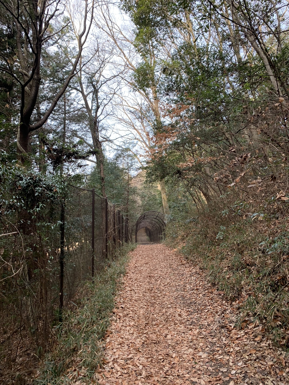 【トレイル】宮沢湖周回の写真6