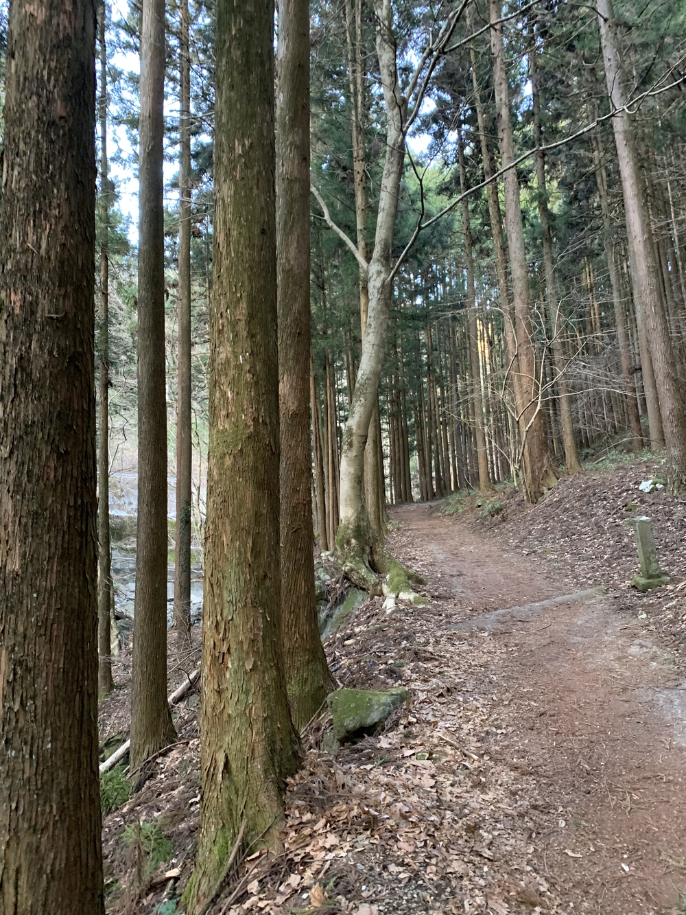 【トレイル】武甲山1wayの写真6