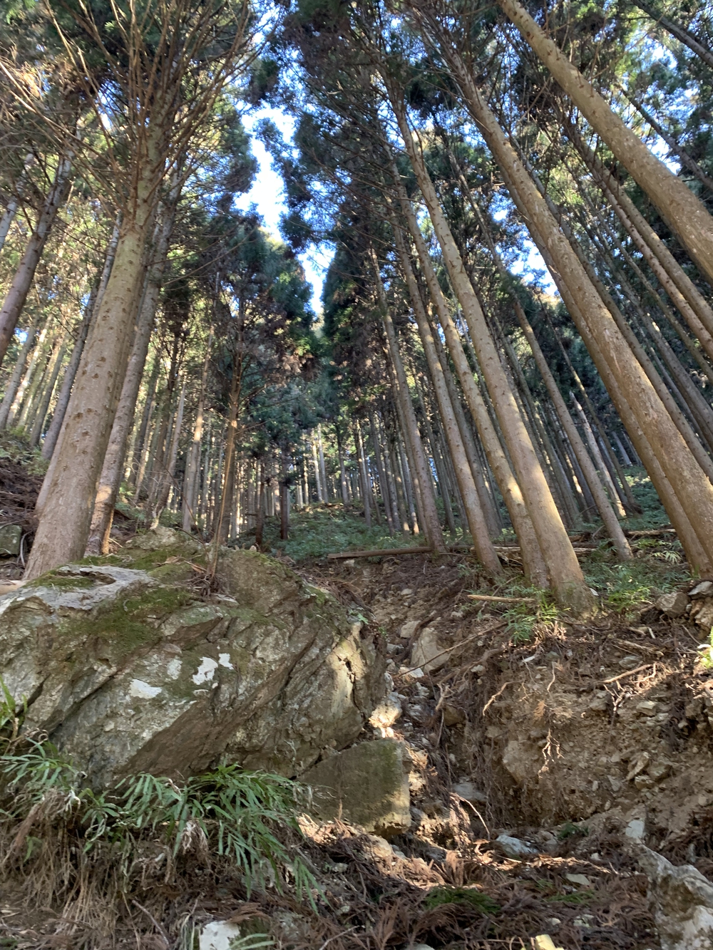 【トレイル】武甲山1wayの写真8