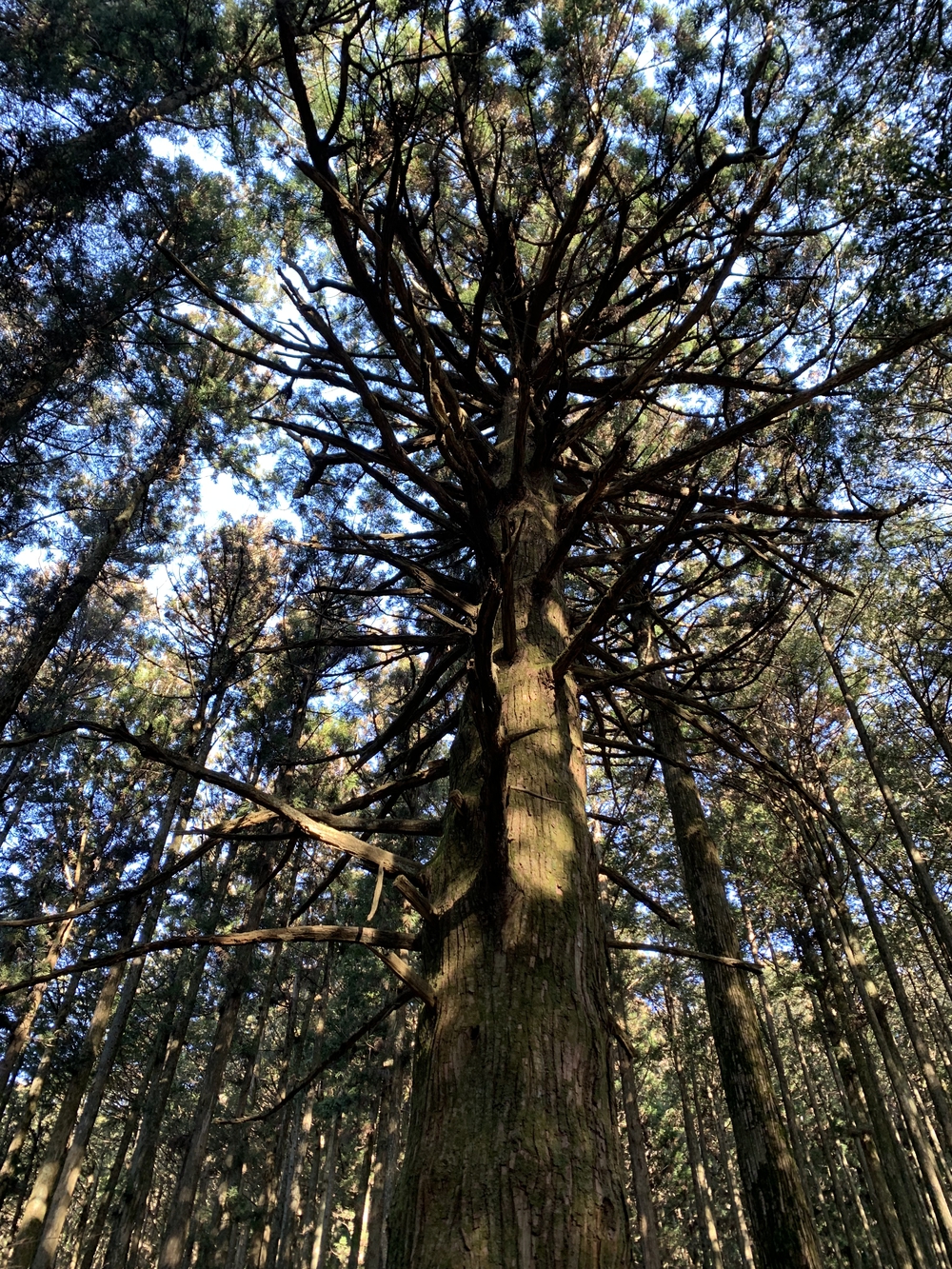 【トレイル】武甲山1wayの写真11