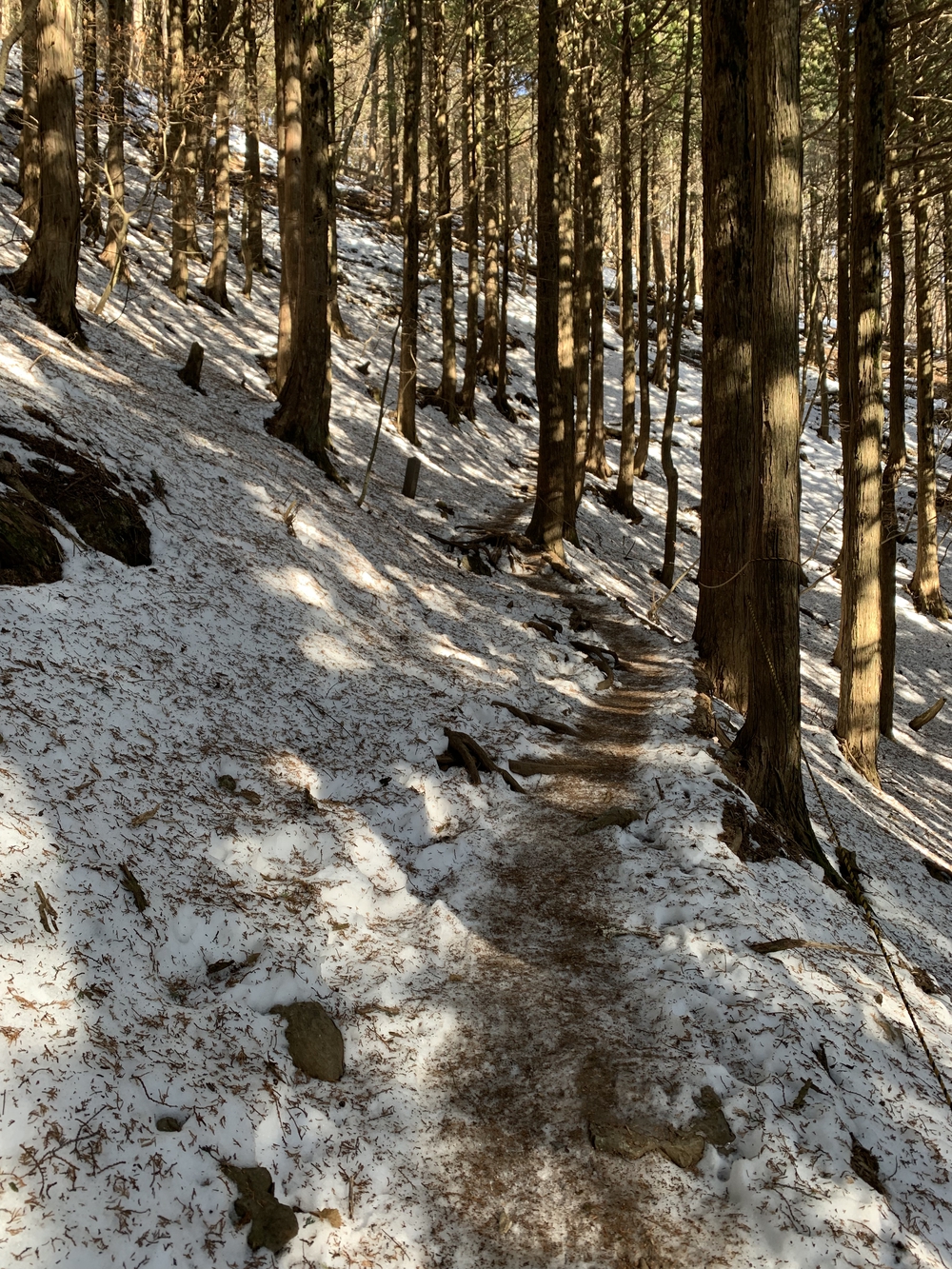 【トレイル】武甲山1wayの写真12