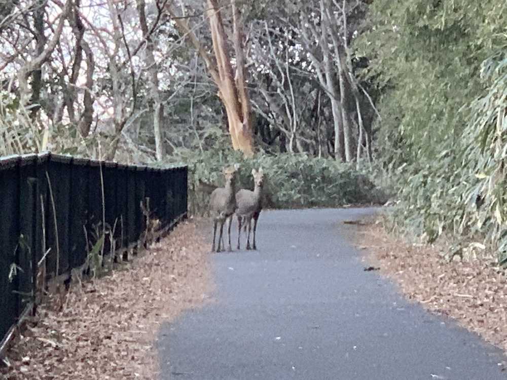 芦ノ湖 一周の写真6