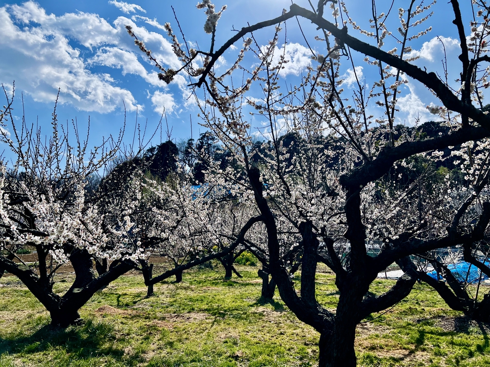 春間近　舞岡公園里山ランの写真3