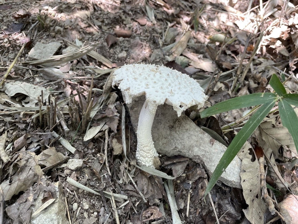 小野アルプスほっこり里山トレイルランの写真3