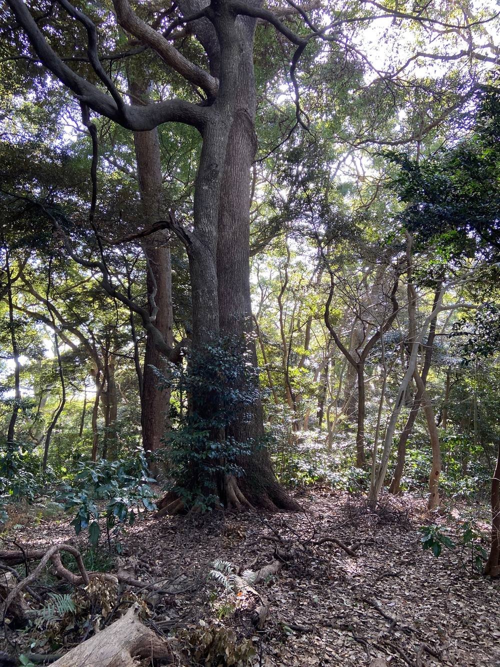 根府川〜真鶴半島一周😊Run trip❗️の写真15