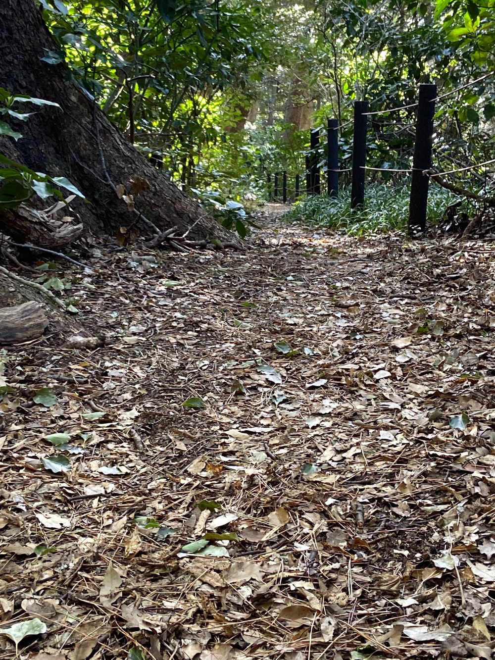 根府川〜真鶴半島一周😊Run trip❗️の写真16