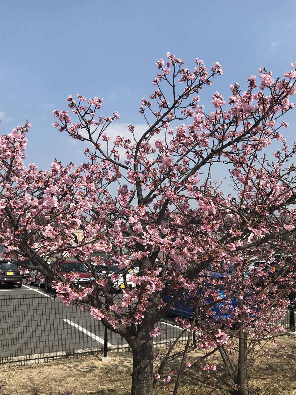 倉敷駅発着の川沿いとっておきコースの写真5