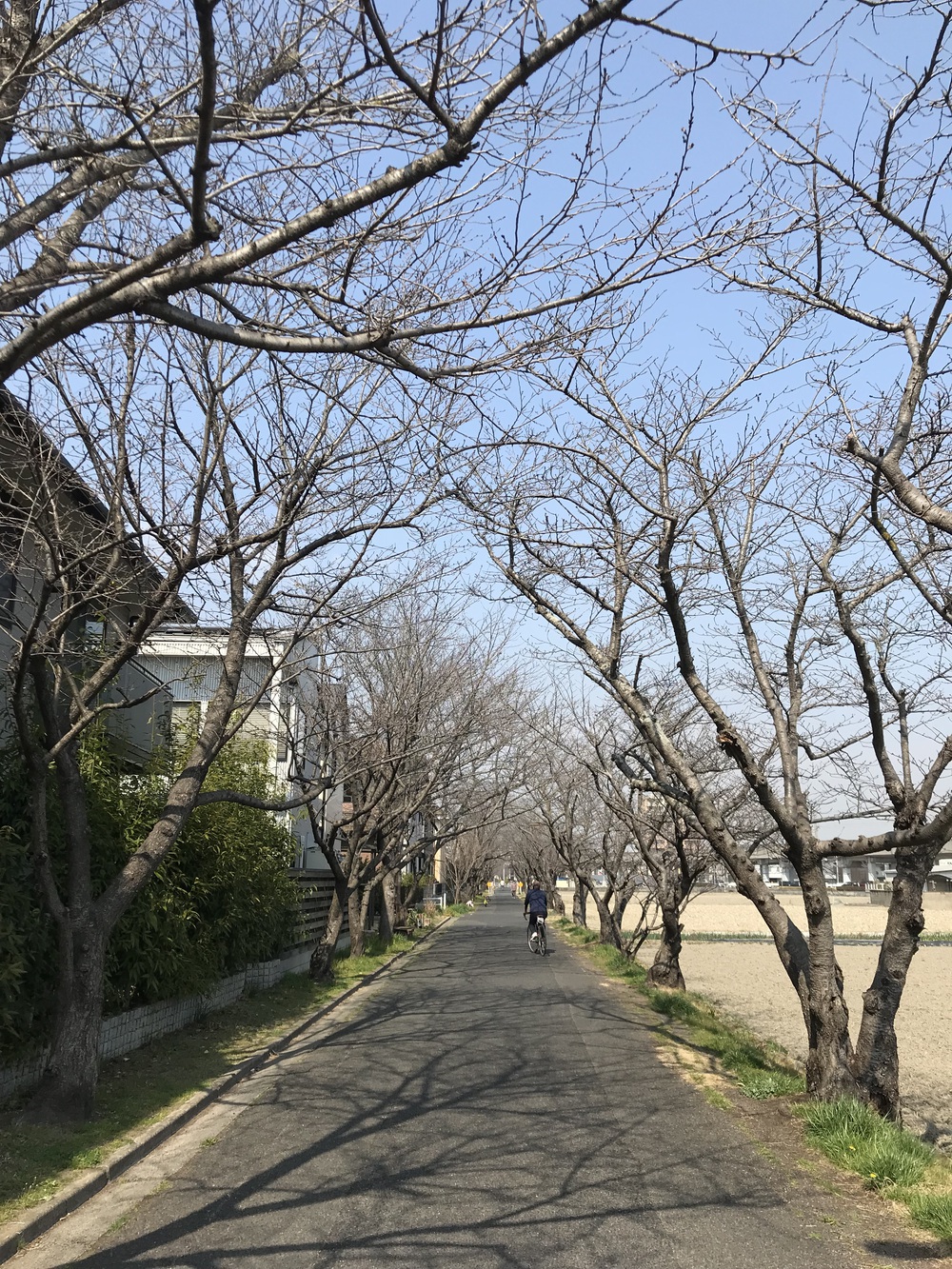 倉敷駅発着の川沿いとっておきコースの写真11