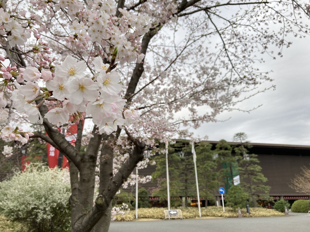 東京開花観察２０２２の写真3