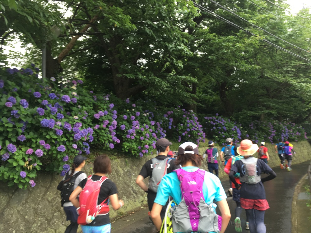 【ガイドブック未掲載！！】隠れ鎌倉トレイルコースを経由してアジサイ見物！！の写真6