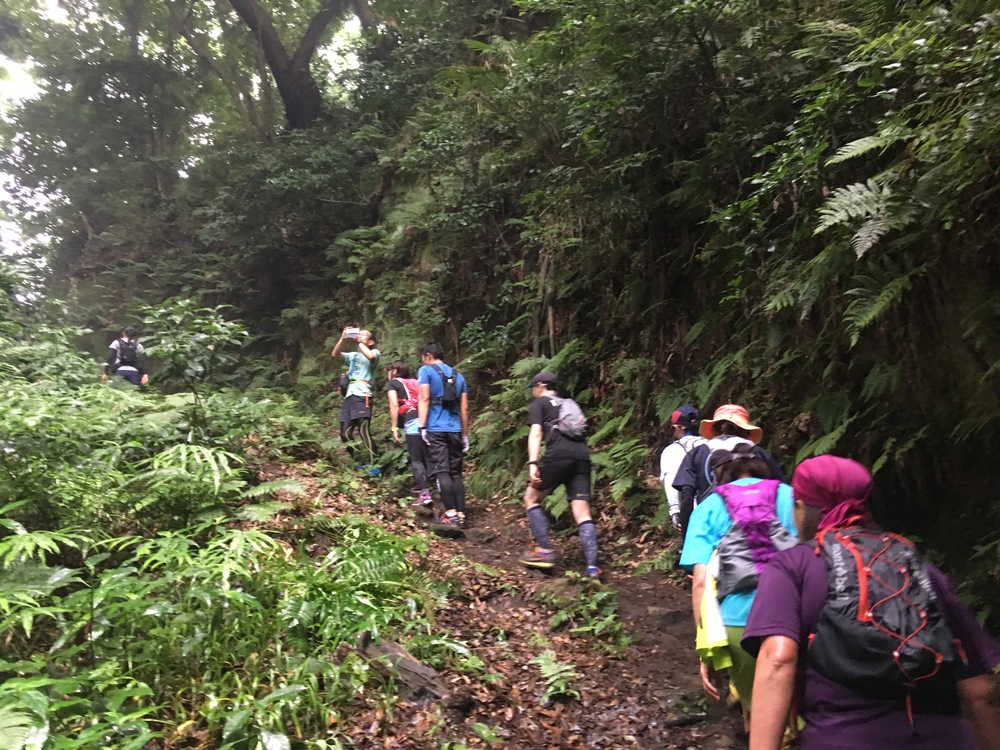 【ガイドブック未掲載！！】隠れ鎌倉トレイルコースを経由してアジサイ見物！！の写真9