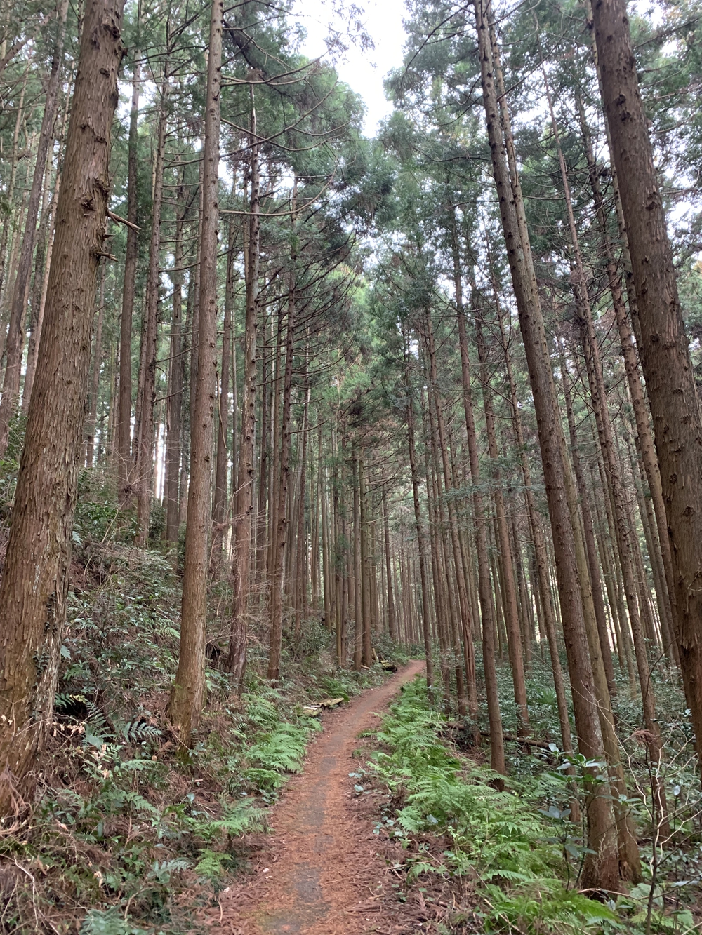 【トレイル】鎌北湖～滝滝滝1wayの写真4