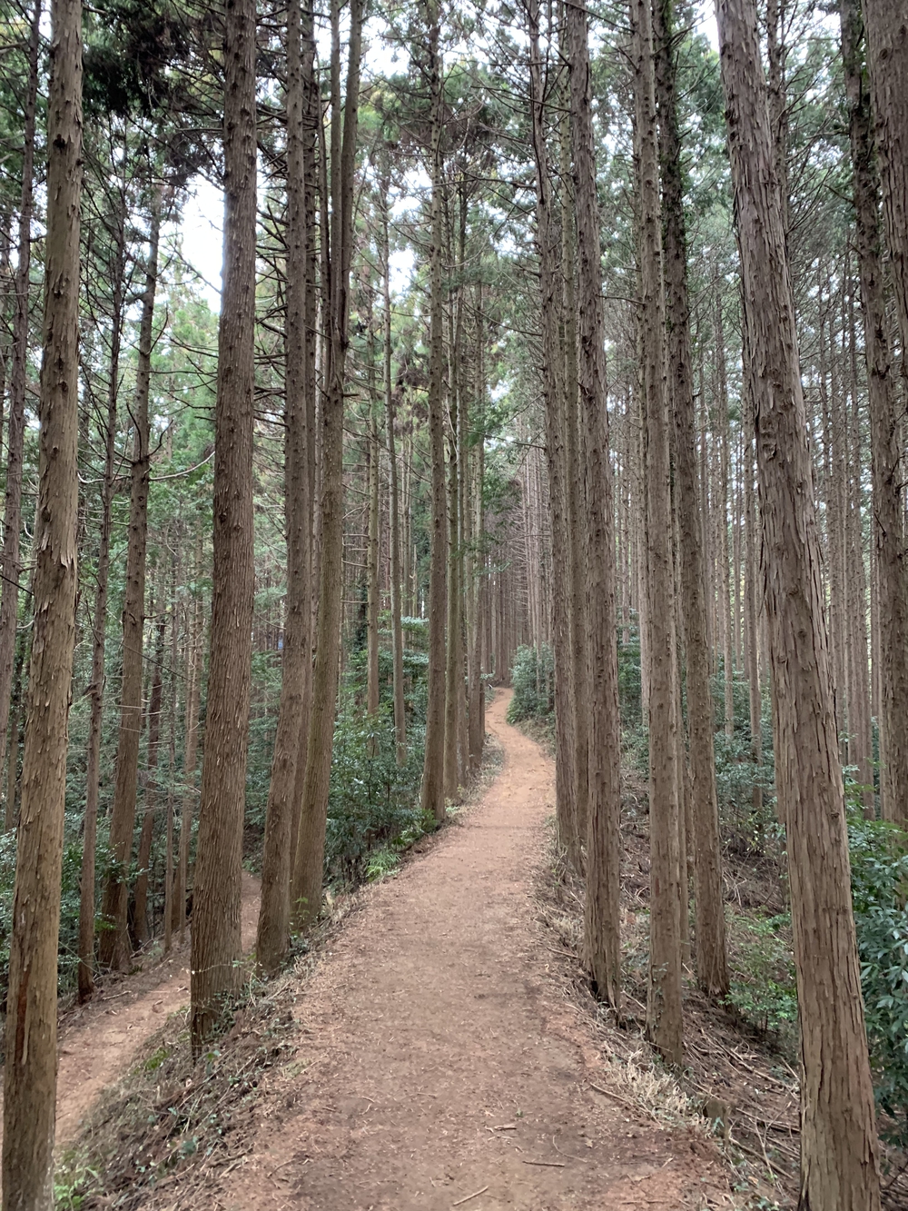 【トレイル】鎌北湖～滝滝滝1wayの写真11