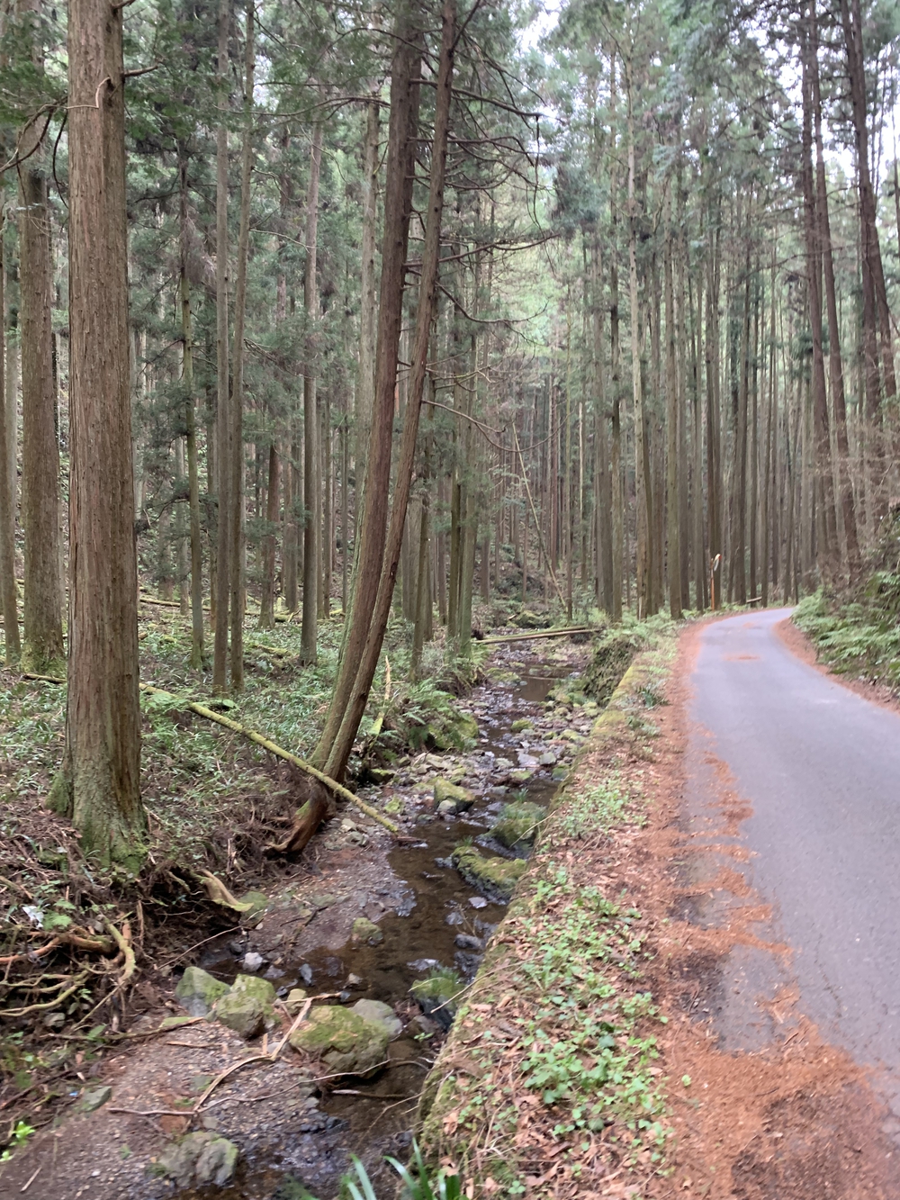 【トレイル】鎌北湖～滝滝滝1wayの写真14