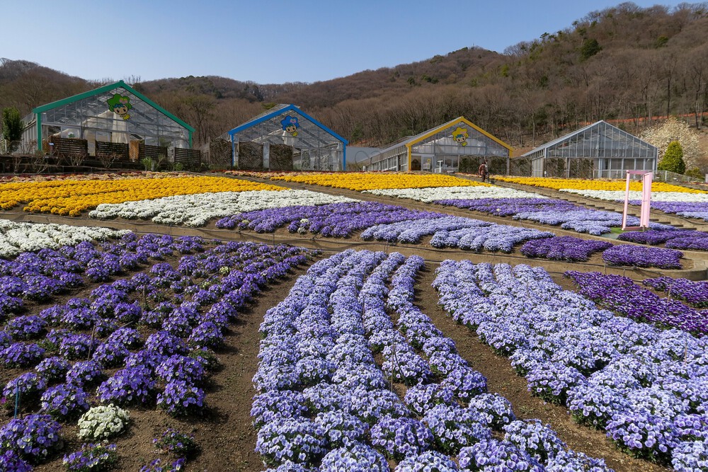 万葉自然公園かたくりの里と三毳山（みかもやま）ランの写真8