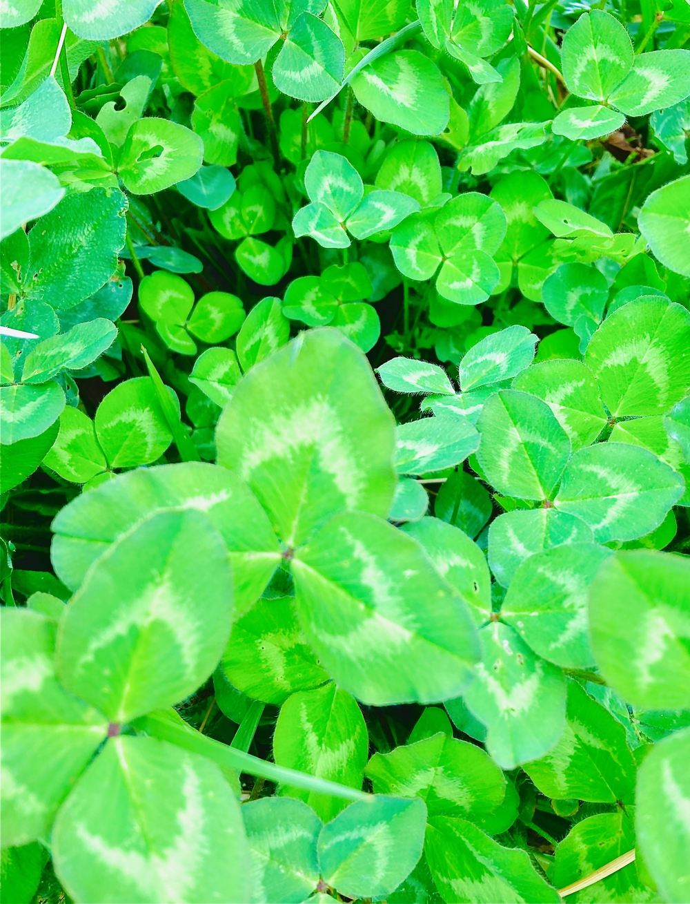 春満開　彩湖お花見コースの写真3
