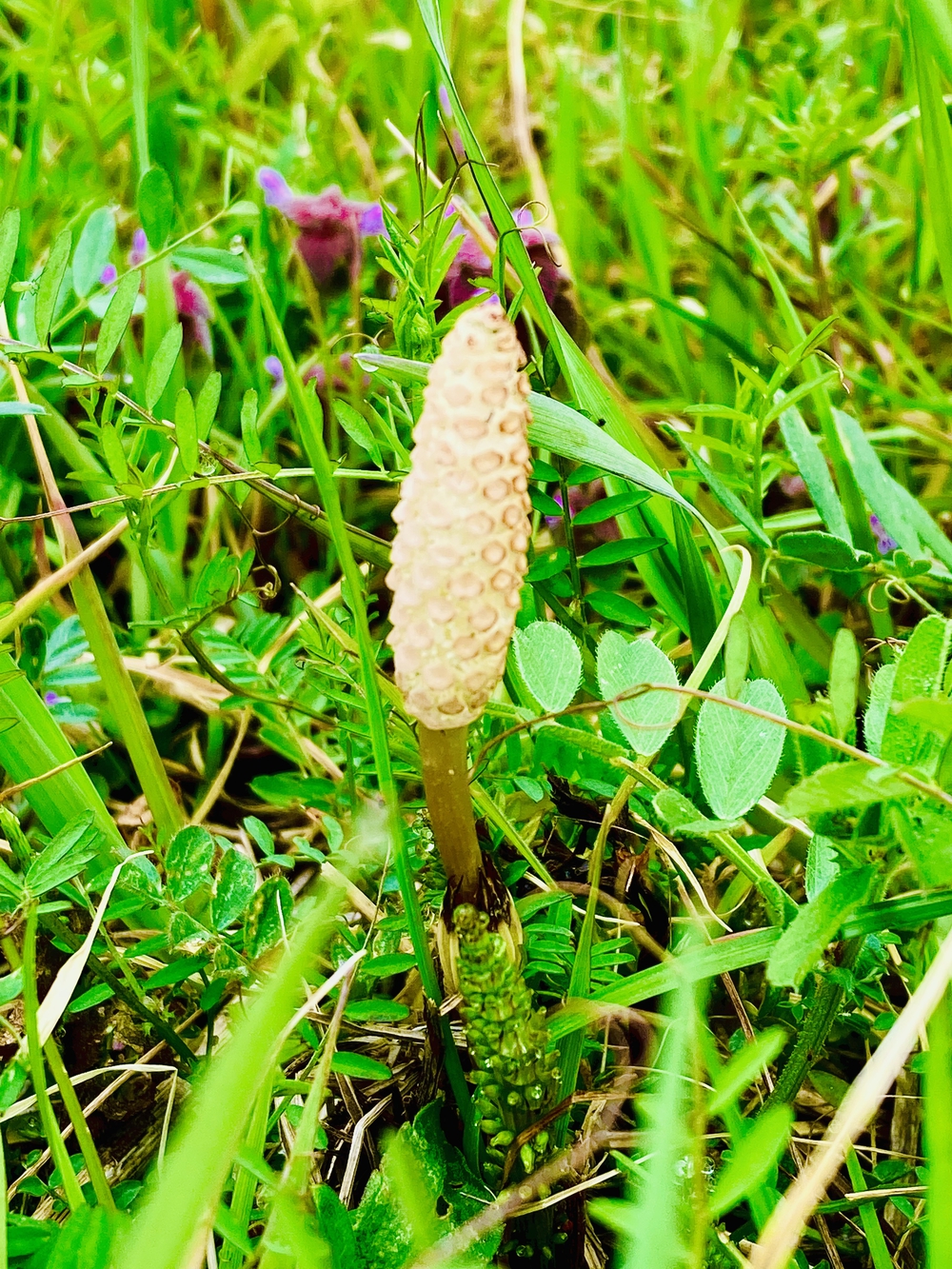 春満開　彩湖お花見コースの写真4