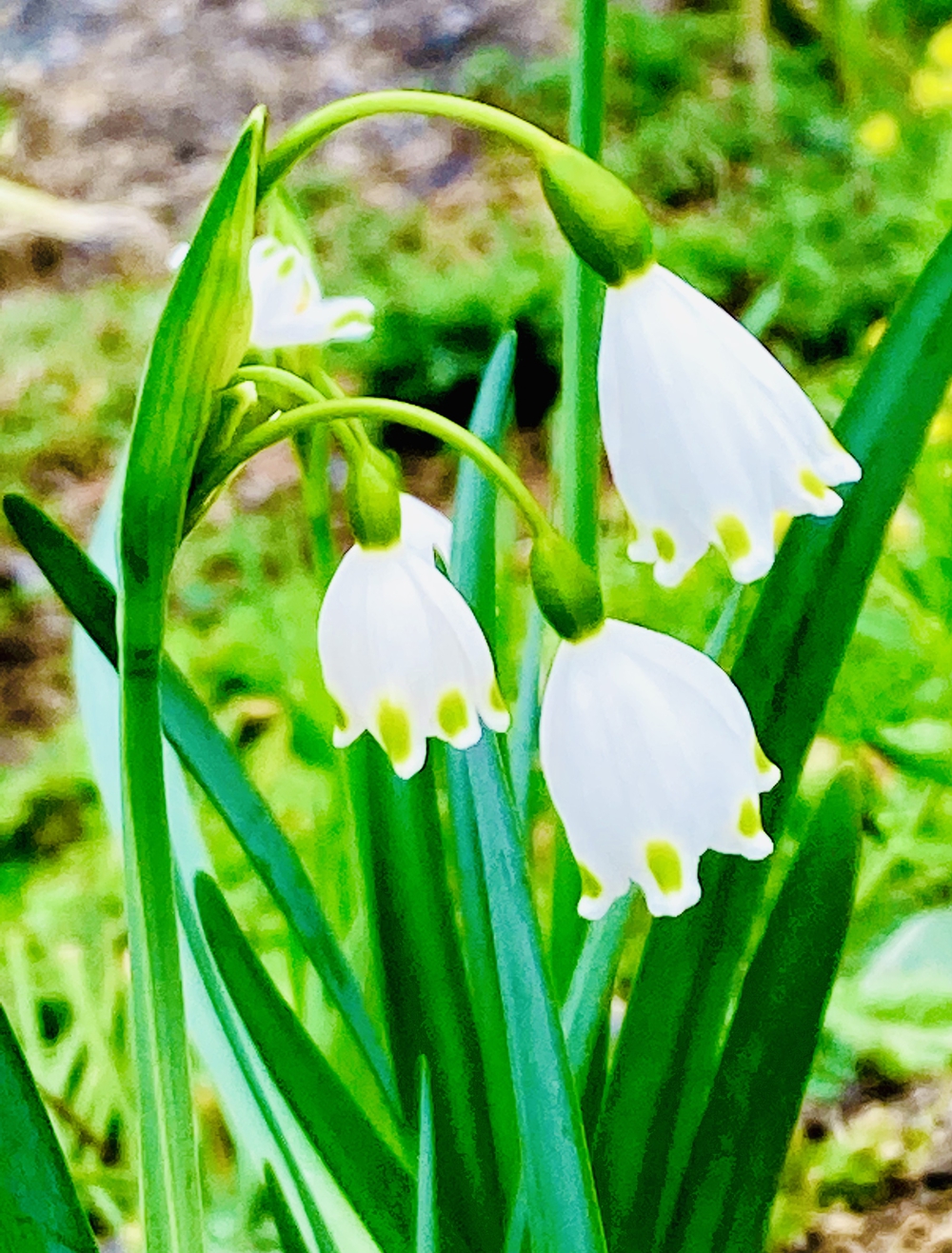 春満開　彩湖お花見コースの写真5
