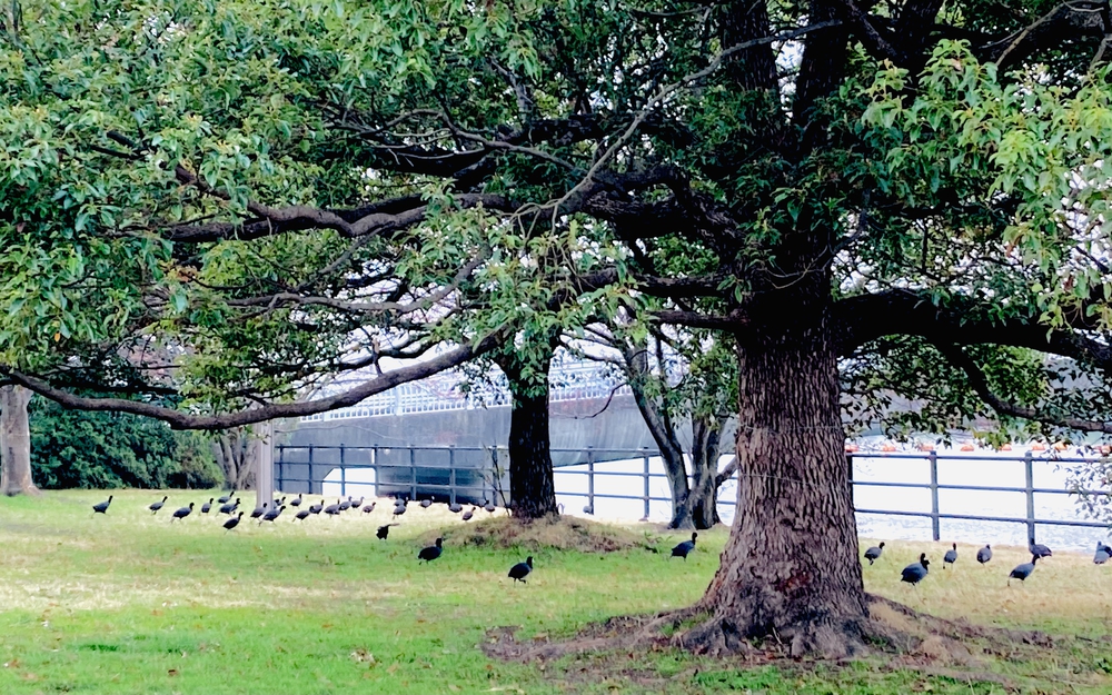 春満開　彩湖お花見コースの写真6