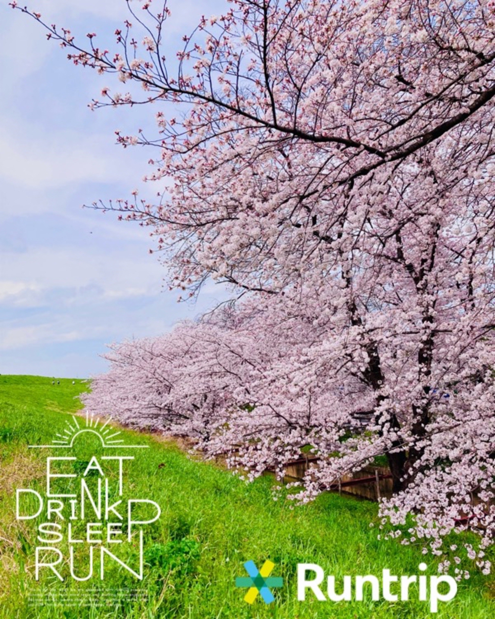 春満開　彩湖お花見コースの写真7
