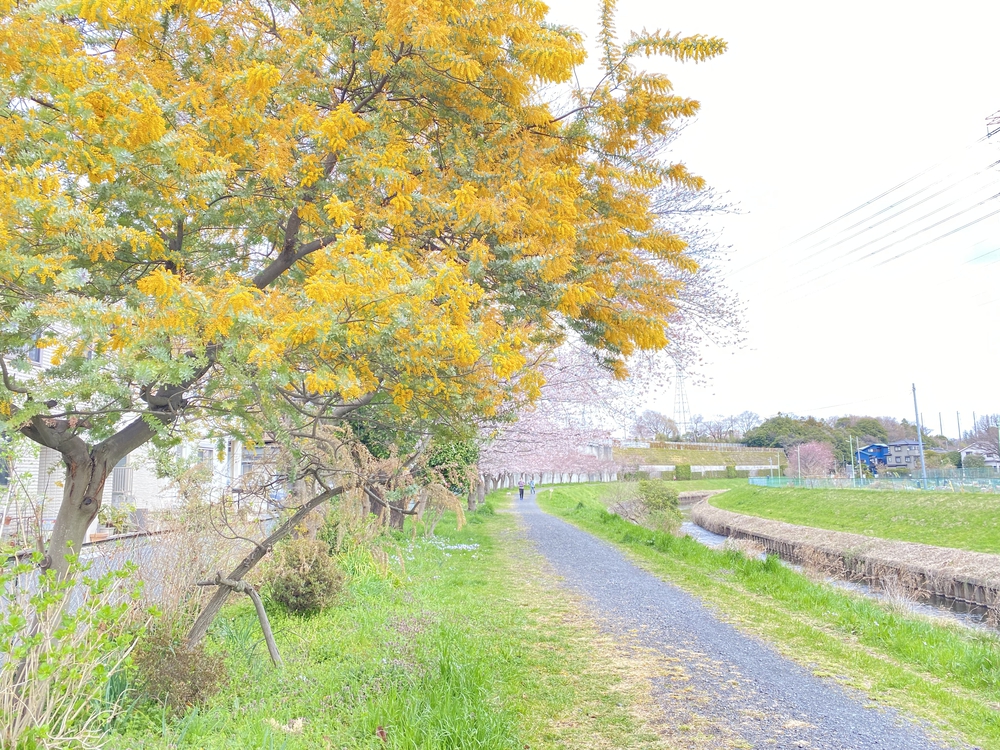 黒目川河川ラン17キロ。朝霞台駅から小平駅までの写真5
