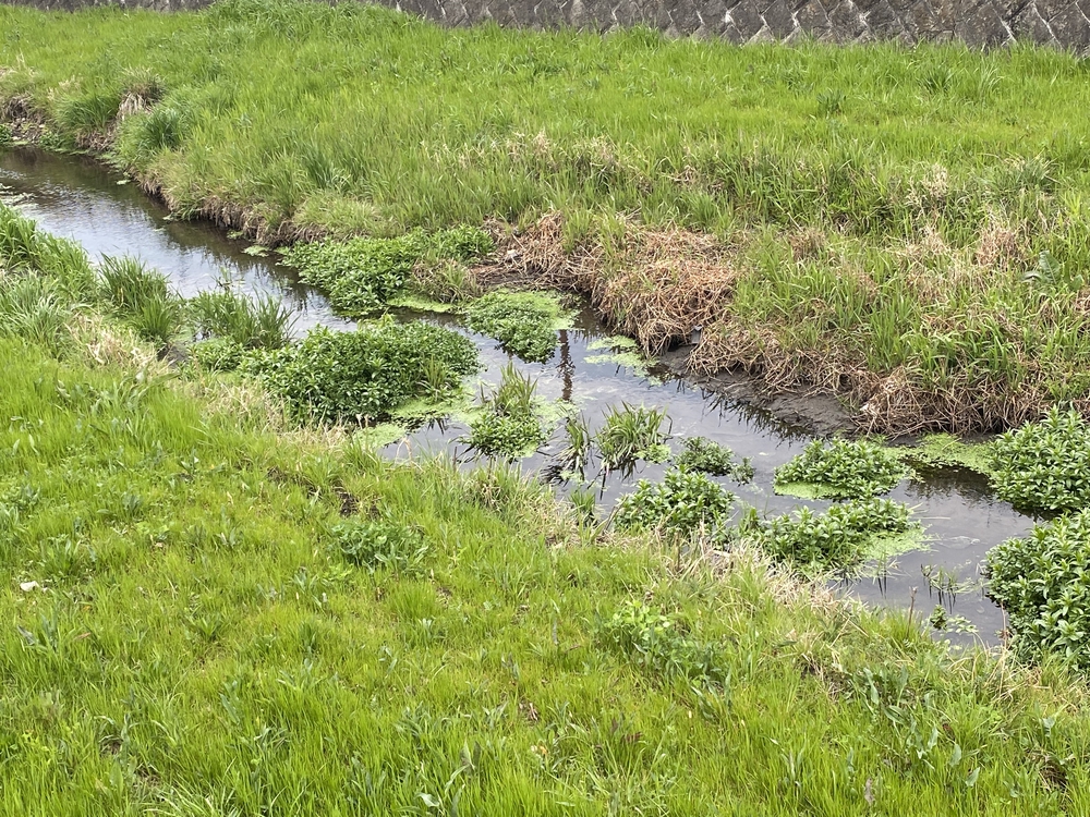 黒目川河川ラン17キロ。朝霞台駅から小平駅までの写真9