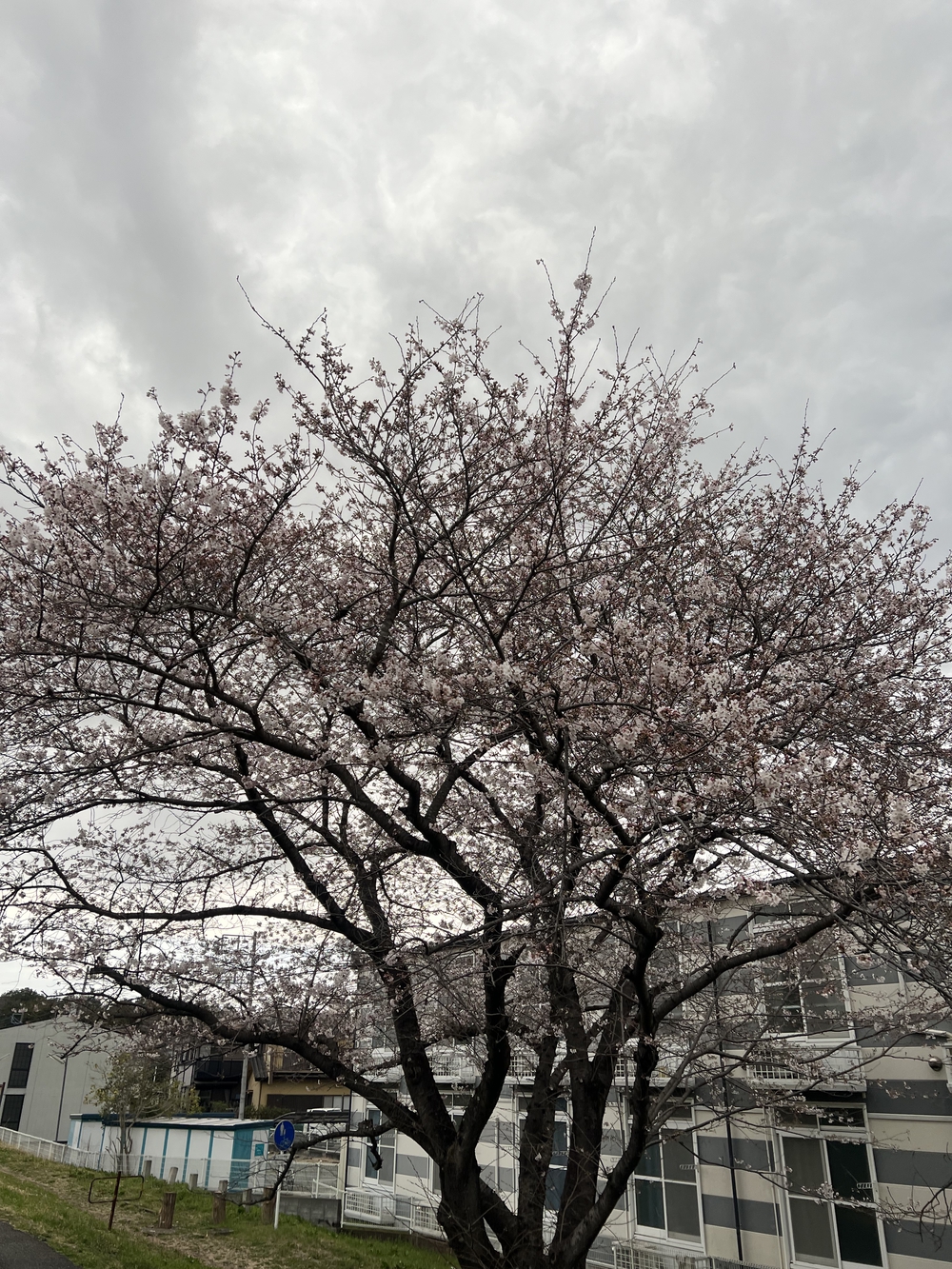 多摩川サイクリングロードの写真3