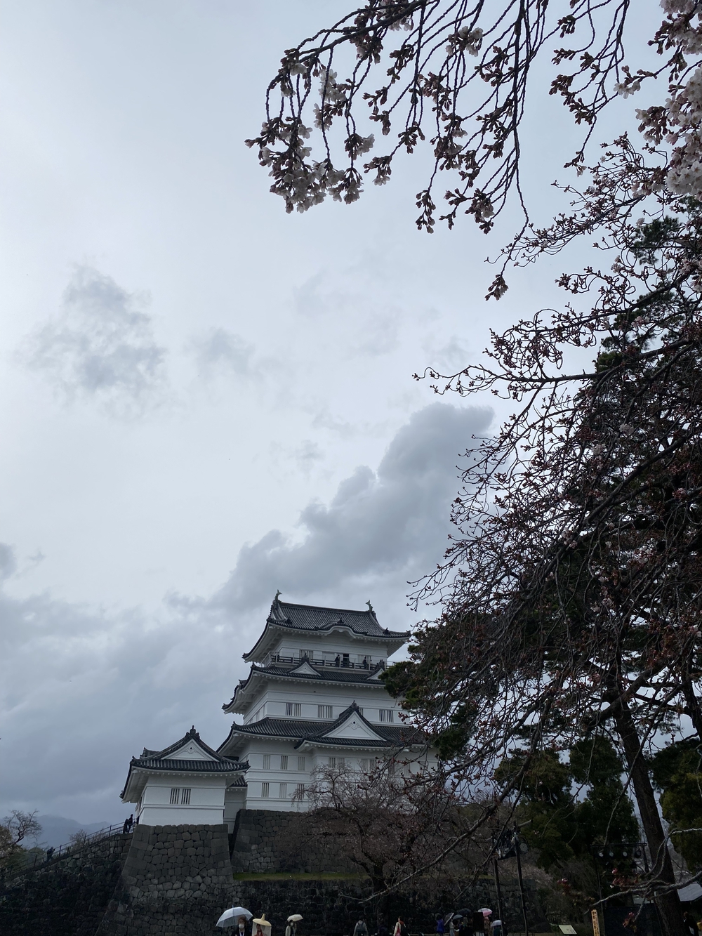 湘南国際代わりに On to Odawara from Fujisawa!の写真3