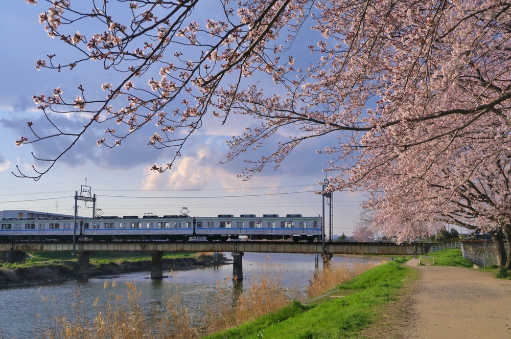 春日部＊お花見と日光街道ランの写真5