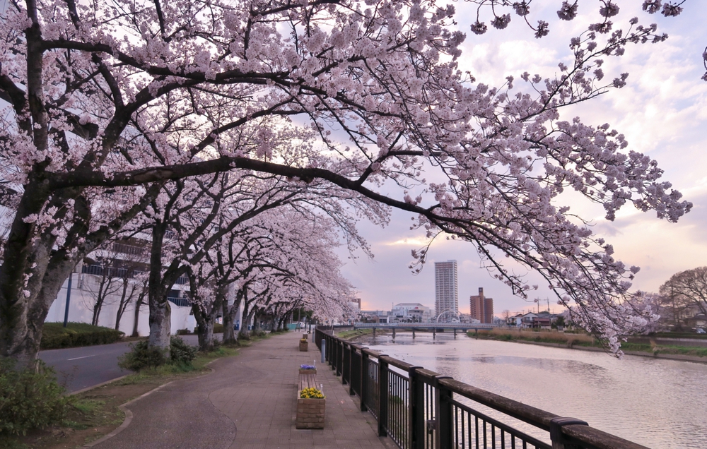 春日部＊お花見と日光街道ランの写真6