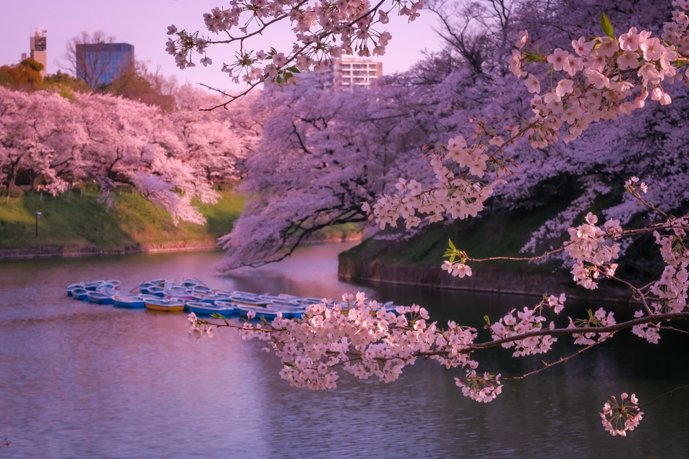 都内お花見はしごラン（上野、千鳥ヶ淵、代々木公園他）の写真4