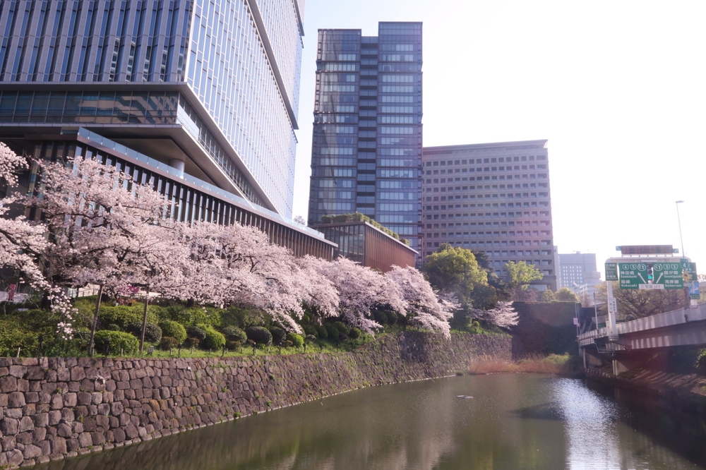 都内お花見はしごラン（上野、千鳥ヶ淵、代々木公園他）の写真5