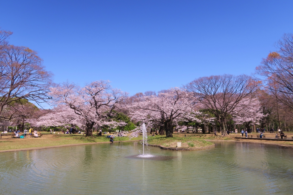都内お花見はしごラン（上野、千鳥ヶ淵、代々木公園他）の写真9